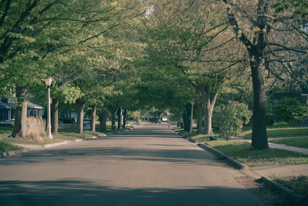 Quiet residential street lined with leafy trees